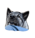 animal funny faces（個別スタンプ：15）