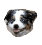 animal funny faces（個別スタンプ：16）