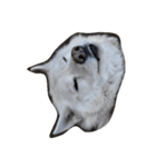 animal funny faces（個別スタンプ：17）