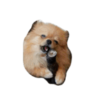animal funny faces（個別スタンプ：20）