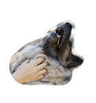 animal funny faces（個別スタンプ：21）