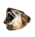 animal funny faces（個別スタンプ：22）