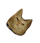 animal funny faces（個別スタンプ：24）