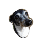 animal funny faces（個別スタンプ：27）