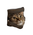 animal funny faces（個別スタンプ：29）