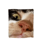 animal funny faces（個別スタンプ：31）