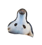 animal funny faces（個別スタンプ：32）