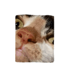 animal funny faces（個別スタンプ：33）