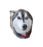 animal funny faces（個別スタンプ：36）
