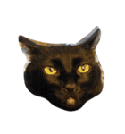 animal funny faces（個別スタンプ：38）