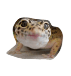 animal funny faces（個別スタンプ：39）