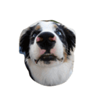 animal funny faces（個別スタンプ：40）