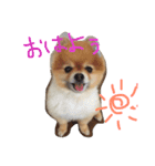 ポメラニアンのみるです。（個別スタンプ：1）