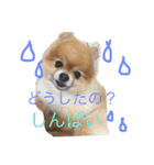ポメラニアンのみるです。（個別スタンプ：5）