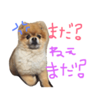ポメラニアンのみるです。（個別スタンプ：6）