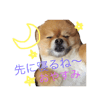 ポメラニアンのみるです。（個別スタンプ：7）