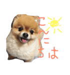 ポメラニアンのみるです。（個別スタンプ：12）