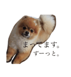 ポメラニアンのみるです。（個別スタンプ：13）