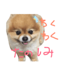 ポメラニアンのみるです。（個別スタンプ：14）