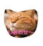 chiineco（個別スタンプ：3）