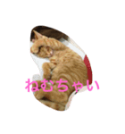 chiineco（個別スタンプ：5）