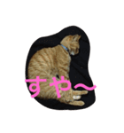 chiineco（個別スタンプ：7）