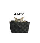 chachadaily1（個別スタンプ：10）