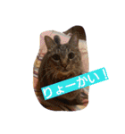 ちこわーぷてつ（個別スタンプ：11）