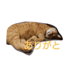 ちこわーぷてつ（個別スタンプ：13）