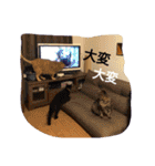 ちこわーぷてつ（個別スタンプ：19）
