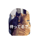 ちこわーぷてつ（個別スタンプ：26）