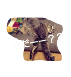 ちこわーぷてつ（個別スタンプ：36）