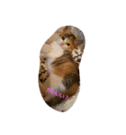 新入り猫（個別スタンプ：2）