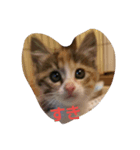 新入り猫（個別スタンプ：3）