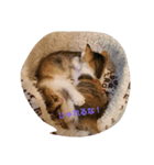 新入り猫（個別スタンプ：4）