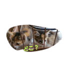 新入り猫（個別スタンプ：6）