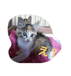 新入り猫（個別スタンプ：7）