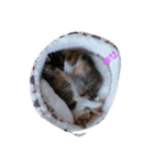 新入り猫（個別スタンプ：8）