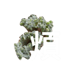 succulent plant（個別スタンプ：2）