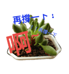 succulent plant（個別スタンプ：3）