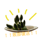succulent plant（個別スタンプ：5）