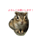 リスのこつぶスタンプ（個別スタンプ：3）