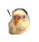 いんこのきもち（個別スタンプ：1）
