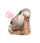 いんこのきもち（個別スタンプ：2）