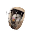 いんこのきもち（個別スタンプ：3）