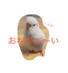 いんこのきもち（個別スタンプ：4）