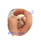 いんこのきもち（個別スタンプ：6）