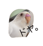 いんこのきもち（個別スタンプ：8）