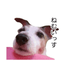 wan-note2（個別スタンプ：1）