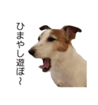 wan-note2（個別スタンプ：2）